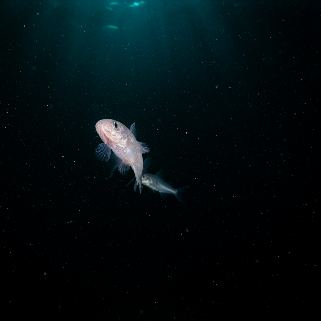 A TikTok Video Led Scientists to a Fish No One Knew Existed Beneath India