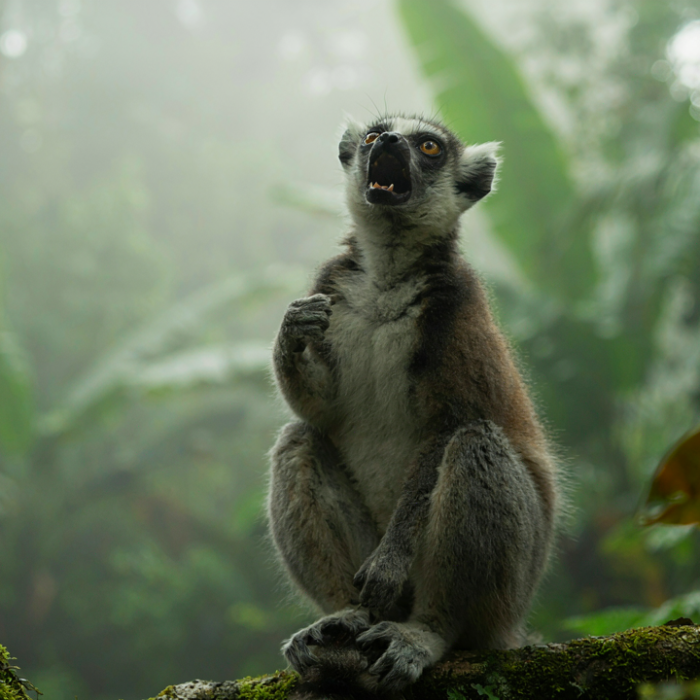 The Lemur That Sings Like an Opera Star: Scientists Discover a Remarkably Human Trick in Madagascar’s Forests