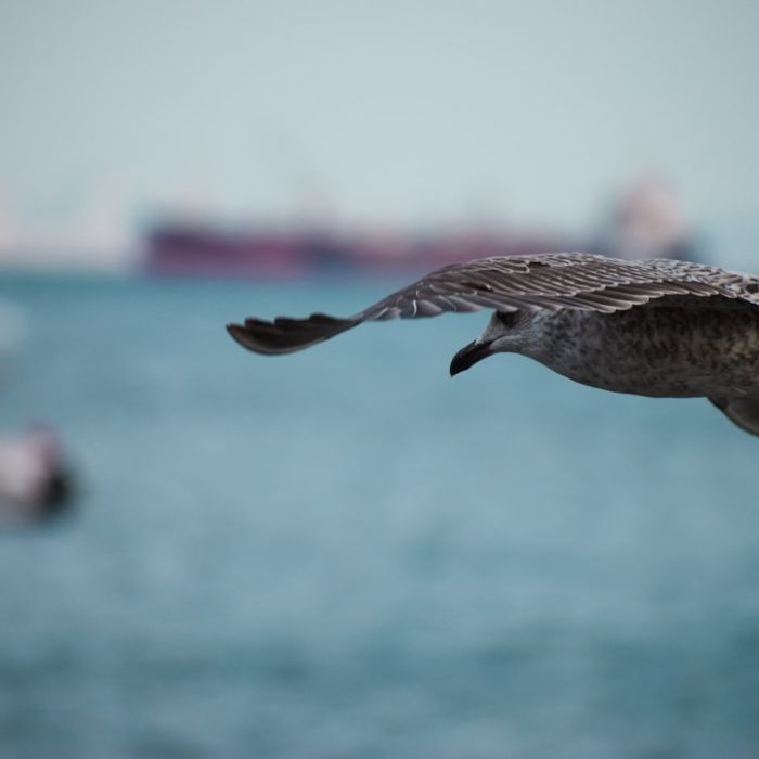Oxford Study Finds Seabirds’ Body Clocks Can Push Their Flights Off Course