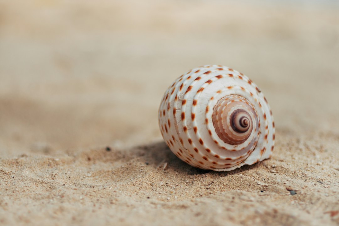 UC Davis Study Finds Crushed Shells Help Young Clams Resist Ocean Acidification